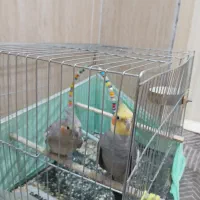 عروس هلندی نر و ماده