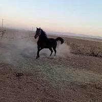 مادیان|اسب و تجهیزات اسب‌سواری|قیدار, |دیوار