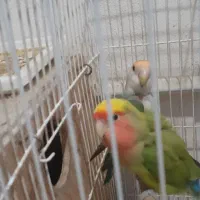 کوتوله برزیلی جفت بالغ کار داده
