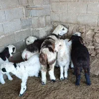 میش و شیشک بره داری اصل داشتی|حیوانات مزرعه|جره و بالاده, |دیوار