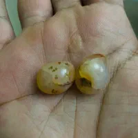 مهره سلیمانی