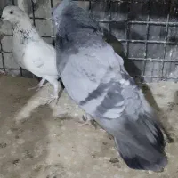 کبوتر  کله دم سبز|پرنده|ری, علایین|دیوار