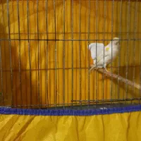 نر قرص بخون|پرنده|رزن, |دیوار