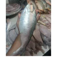 ماهی صبور بزرگ موجود است