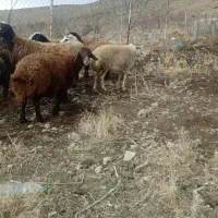 میش|حیوانات مزرعه|خرمآباد, |دیوار