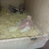 چهار جوجه سرلاکی و سه عروس سه ماهه