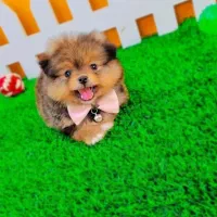 پامر خرسی عروسکی/Pomeranian