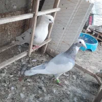 کبوتر ابلغ گمشده