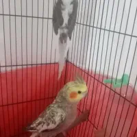 عروس هلندی|پرنده|مینودشت, |دیوار