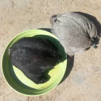 فروش خیگ باکم ترین قیمت|ظروف نگهدارنده، پلاستیکی، یک‌بارمصرف|دهدشت, |دیوار