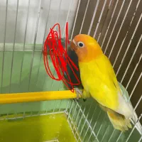 ۳عدد طوطی برزیلی و یک جفت عروس هلندی|پرنده|میاندوآب, |دیوار