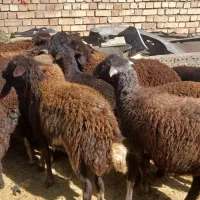 شیشک افشار ماده