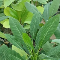 فروش گیاهان گرمسیری