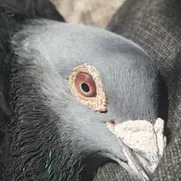 مسافتی|پرنده|زهک, |دیوار