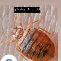 سمپاشی ساس کنه سم پاشی مطمئن