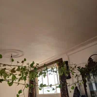 گل وگیاه|گل و گیاه طبیعی|قم, پردیسان|دیوار