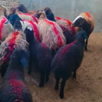15 راس میش بره دار فروشی معاوضه با ماشین سواری
