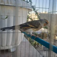 سهره قناری نر دهن سهره با قفس|پرنده|فردیس, شهرک شهید حسینی|دیوار
