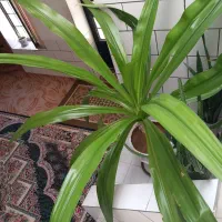 فروش گل ذرتی و دیفن
