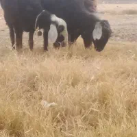 3عدد بره ماده