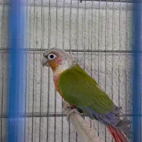 طوطی گرینچیک نر و جفت مولد تضمینی|پرنده|تهران, مجیدآباد|دیوار