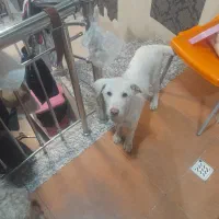 توله سگ خراسانی