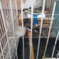 مینا ۱ ساله معاوضه با عروس هلندی