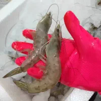 شاه میگوبوشهر|خوردنی و آشامیدنی|شیراز, گویم|دیوار