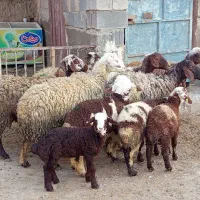 تعداد 7تا میش بره درجه یک