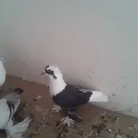 کبوتر ابلاغ ‌سیاه ‌نروقت بخیر