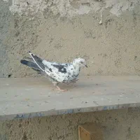 کفتر|پرنده|فرمهین, |دیوار