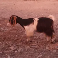 بز سرحال و چاق