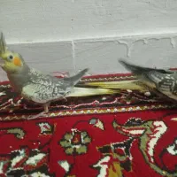 جوجه عروس هلندی|پرنده|شوش, |دیوار