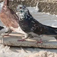 نر قاره مست و سالم|پرنده|هشتگرد, هشتگرد قدیم|دیوار