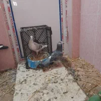 کفتر|پرنده|شیروان (خراسان), |دیوار