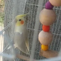 عروس هلندی نر