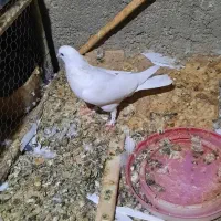 نروماده فروشی قیمتها فرق دارن|پرنده|اردکان, |دیوار