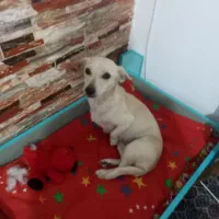 پت نژاد اشپیتز