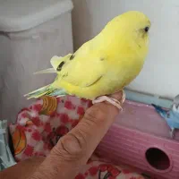 فروش مرغ عشق