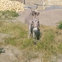 فروش الاغ گله ای به شرط