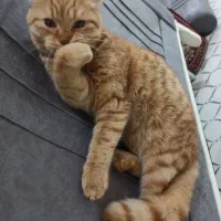 گربه اسکاتیش 6ماهه پسر