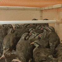 پرنده پرورشی