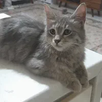 گربه|گربه|تهران, حر|دیوار