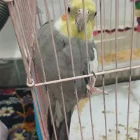 عروس هلندی