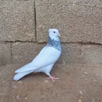 کبوتر توقی طوقی