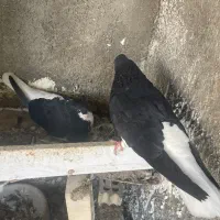 شیرازی|پرنده|شاهینشهر, حافظ جنوبی|دیوار