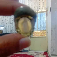 انگشتر عقیق سلیمانی بینظیر مصور|جواهرات|کرج, چمران|دیوار