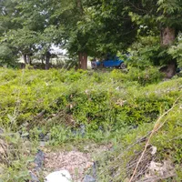 نهال انار شهرضا|خدمات باغبانی و درختکاری|اصفهان, ردان|دیوار