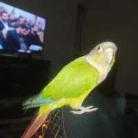 فقط جفت گیری|پرنده|رشت, شهرک صبا|دیوار