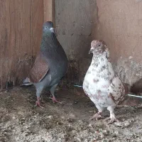 کبوتر|پرنده|شفت, |دیوار